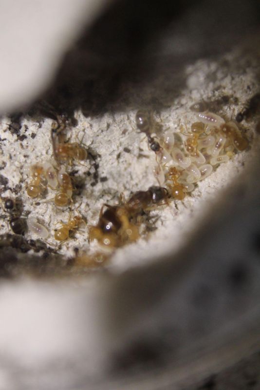 Lasius speculiventris