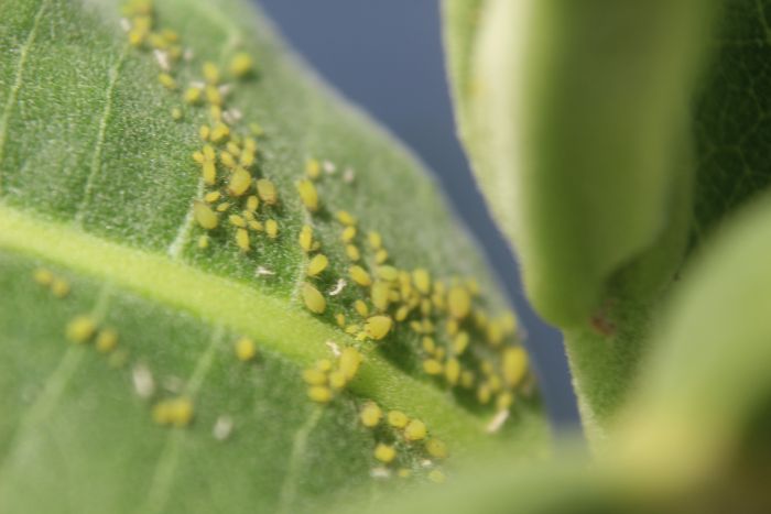 Aphids on Milkweed