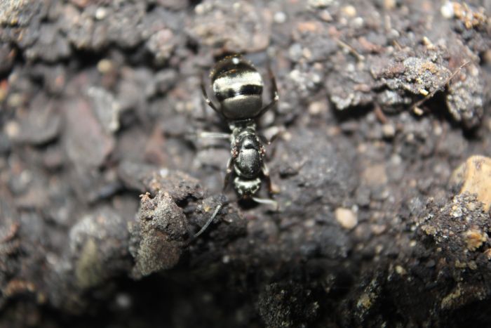 Formica subsericea