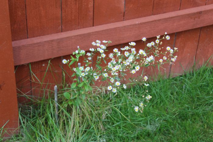 Fleabane