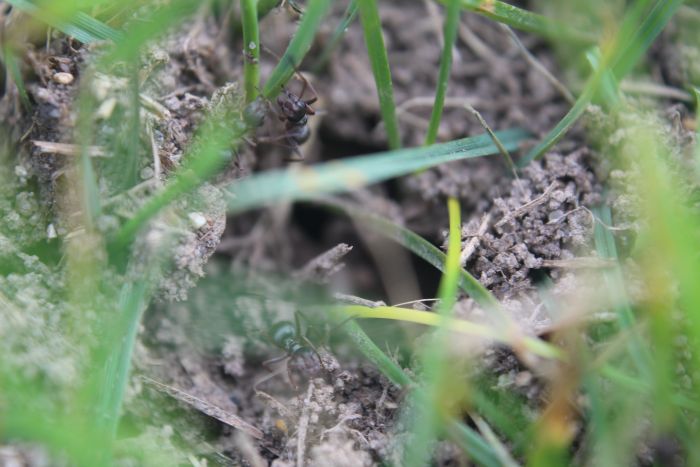 Formica montana defending nest from Polyergus