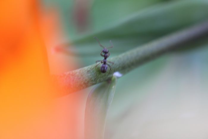 Formica montana on Tiger Lily