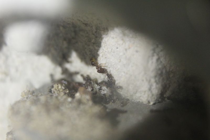 Pheidole bicarinata