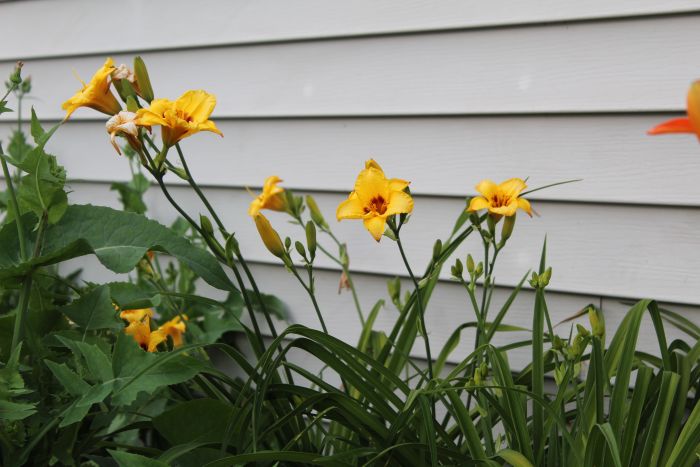 Yellow Daylily