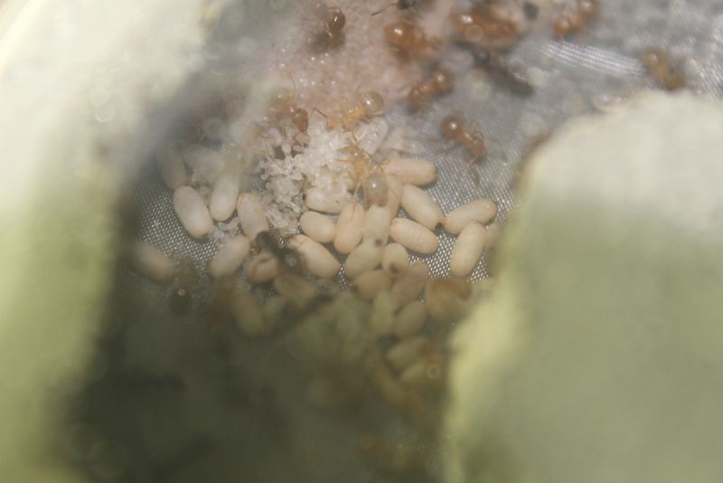 Lasius speculiventris