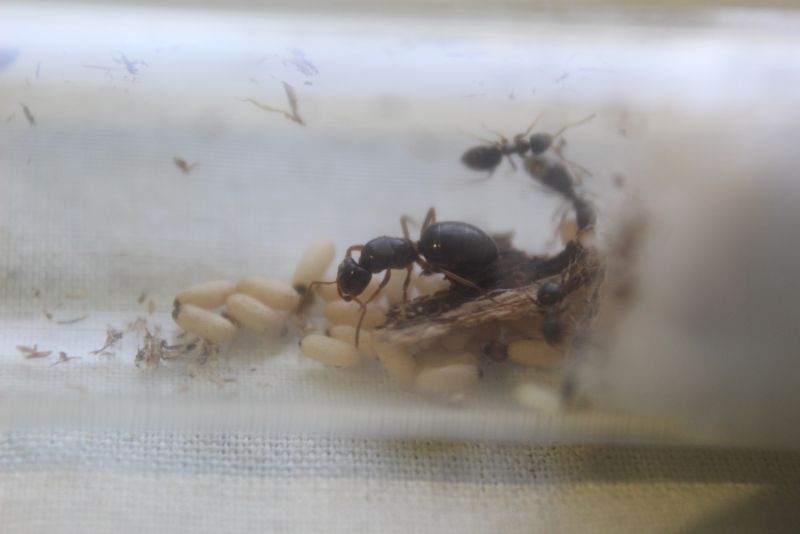 Lasius aphidicola