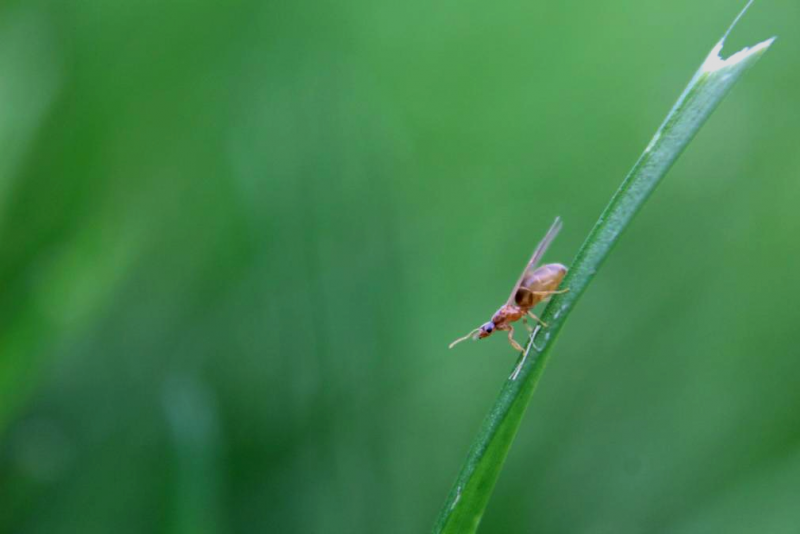 Brachymyrmex depilis