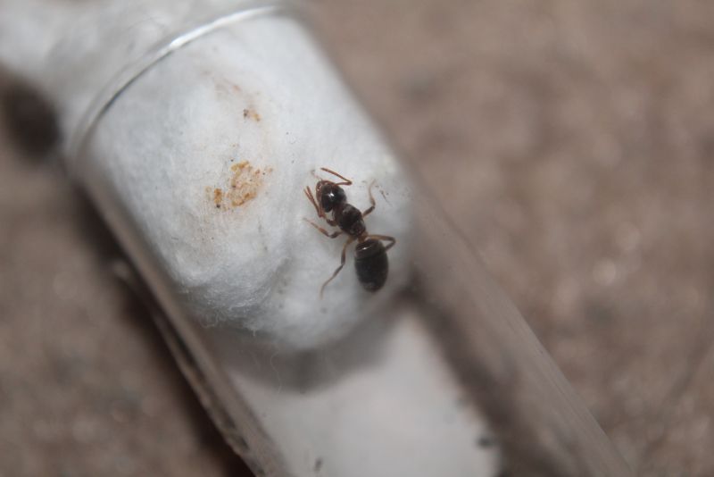 Lasius speculiventris queen