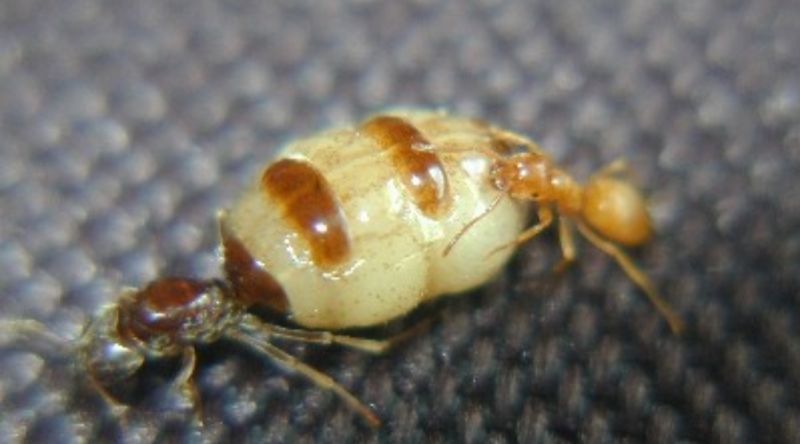 Lasius speculiventris