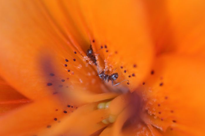 Formica montana on Tiger Lily