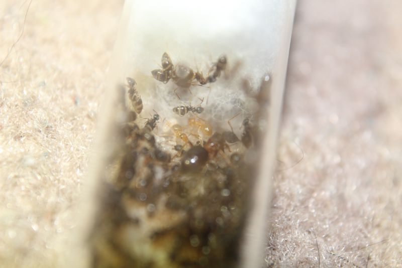 Lasius speculiventris