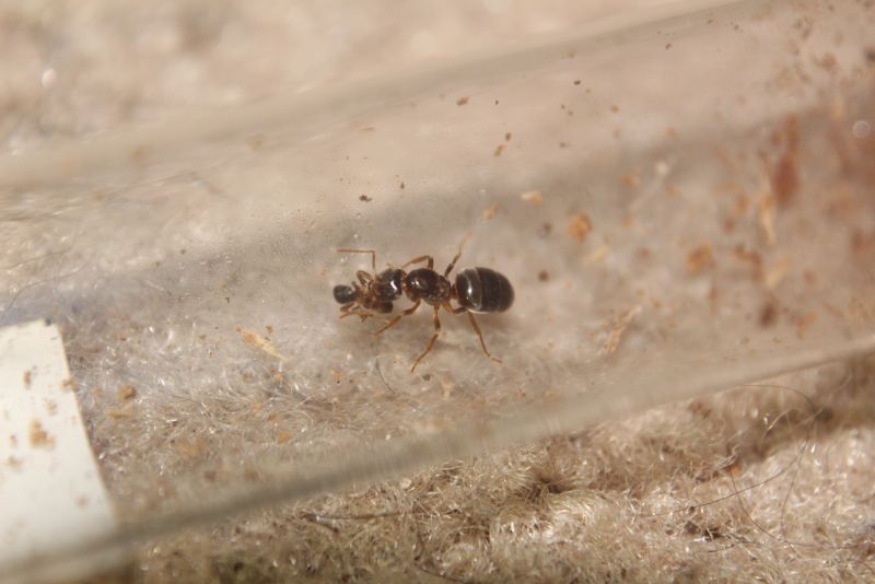 Lasius speculiventris queen