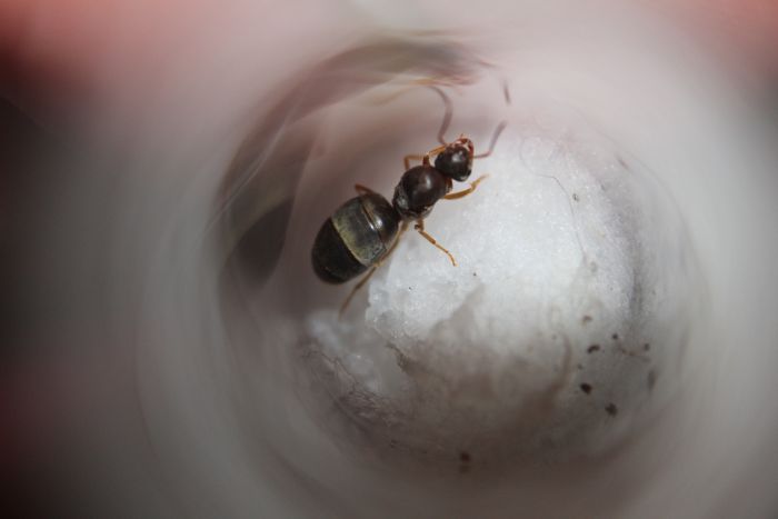 Lasius crypticus