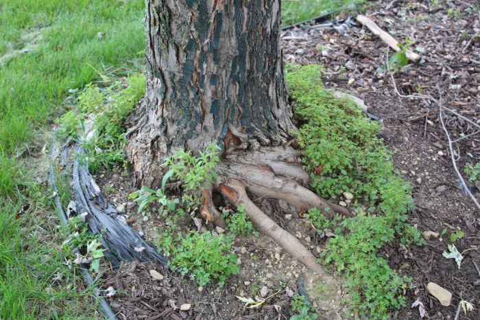 Tree with clover