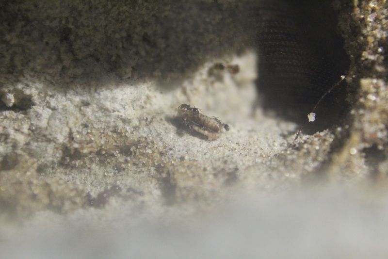 Pheidole bicarinata