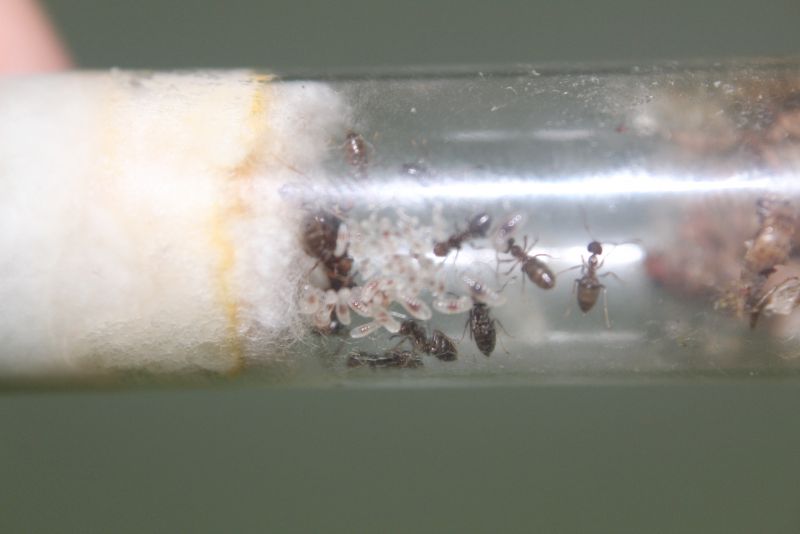 Lasius aphidicola