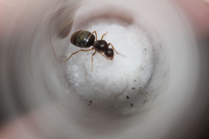 Lasius crypticus