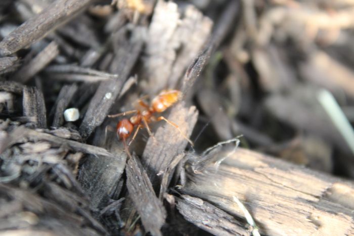 Polyergus worker clearing away blockage