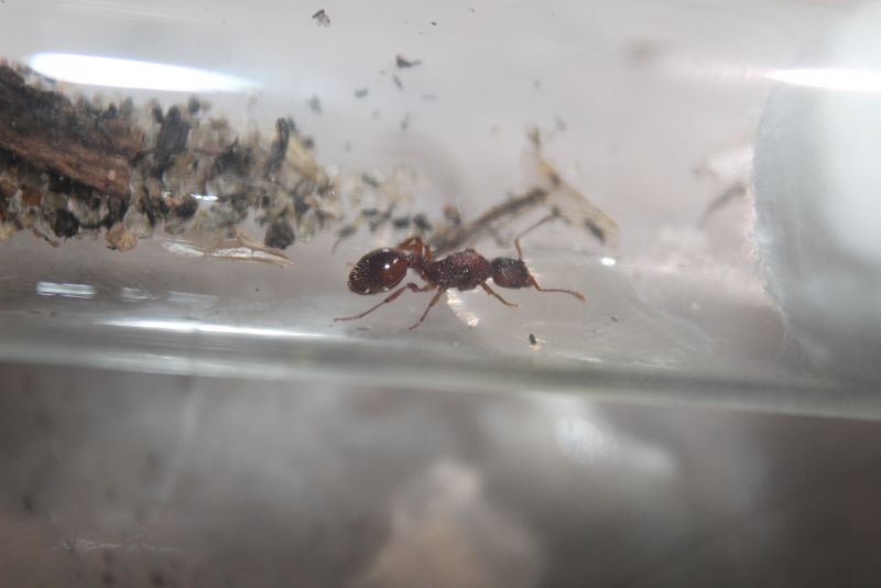 Myrmica spatulata