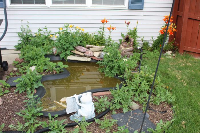 Pond with plants