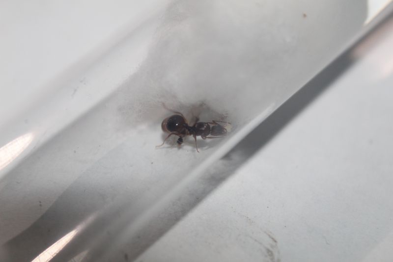 Aphaenogaster sp.