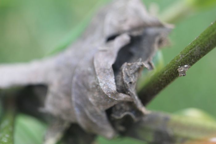 Leaf used as shelter