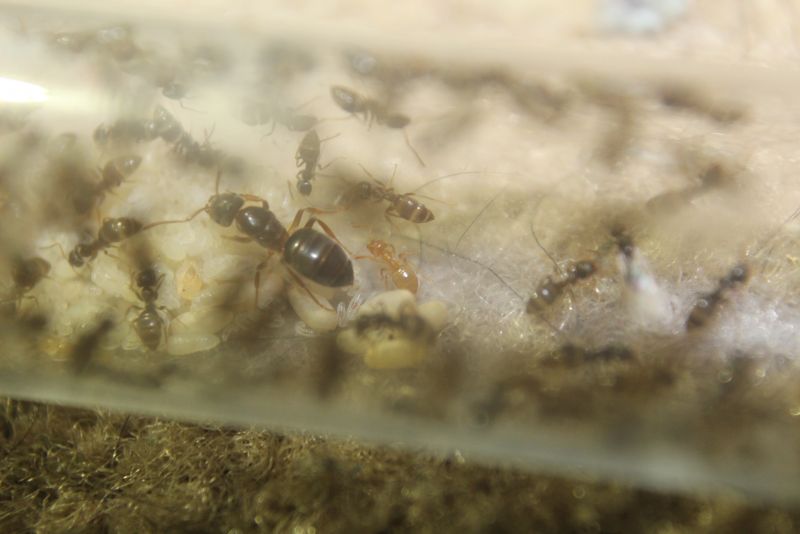 Lasius speculiventris