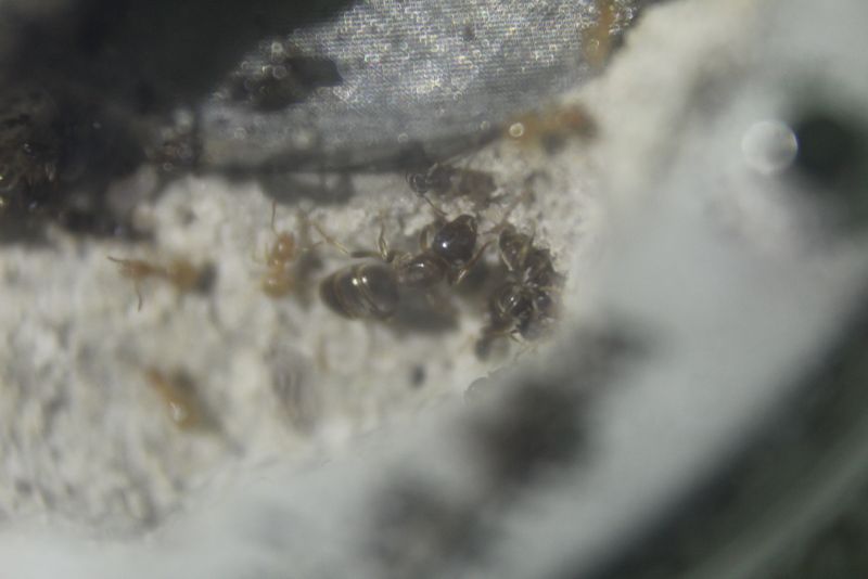 Lasius speculiventris