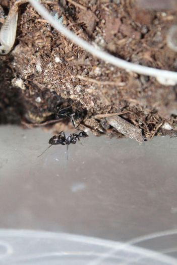 Camponotus pennsylvanicus