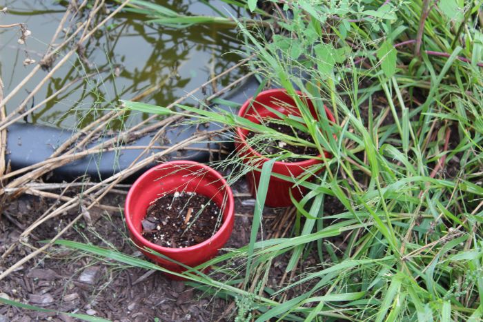 Planted Goldenrod