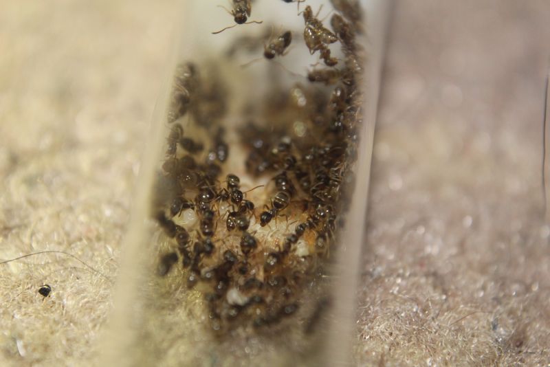 Lasius speculiventris