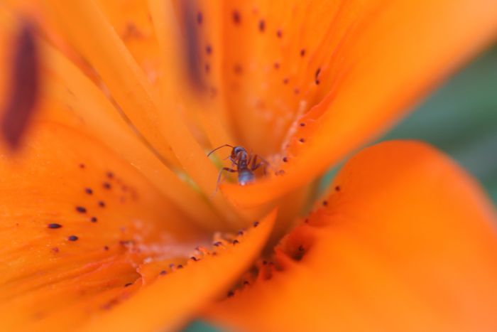 Formica montana on Tiger Lily