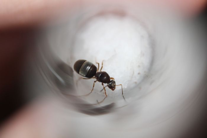 Lasius crypticus