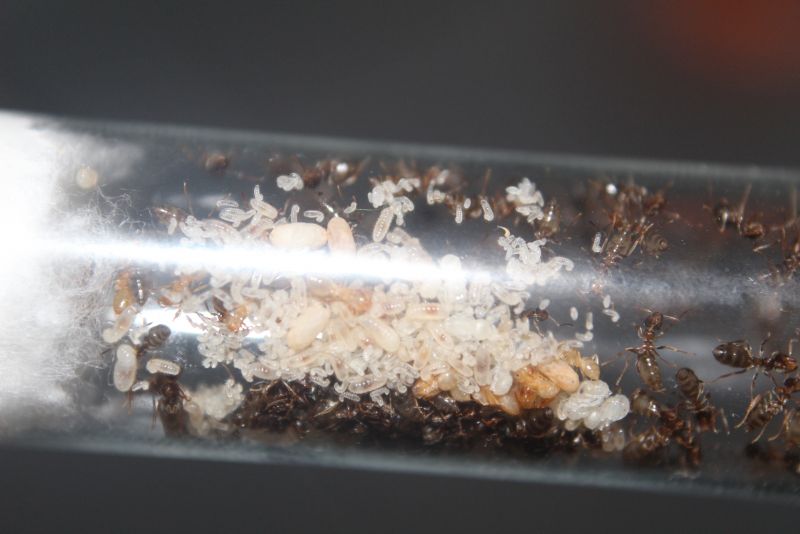 Lasius speculiventris