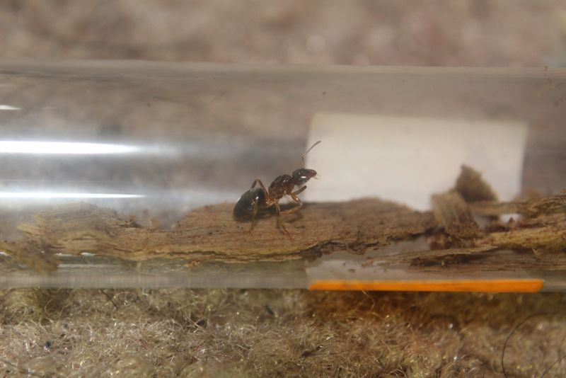 Lasius speculiventris queen