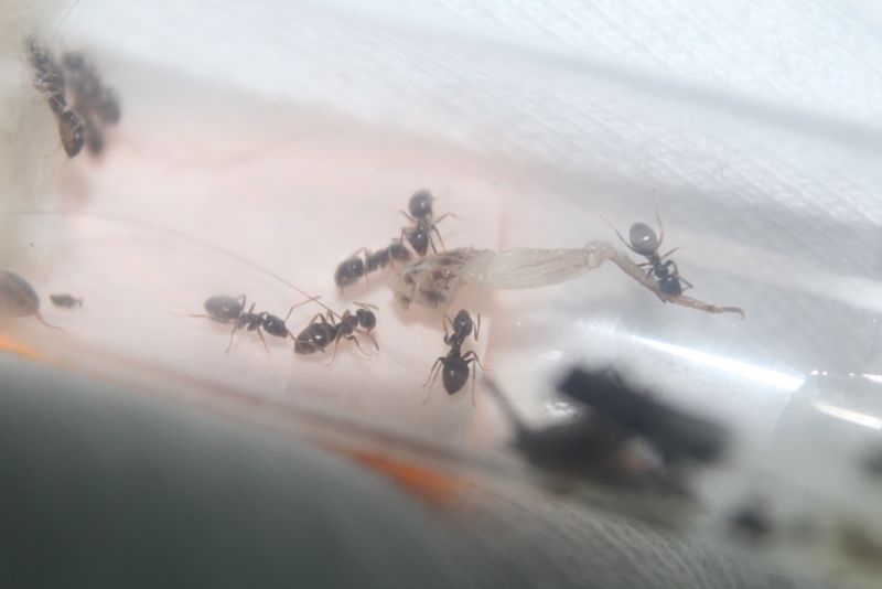 Lasius