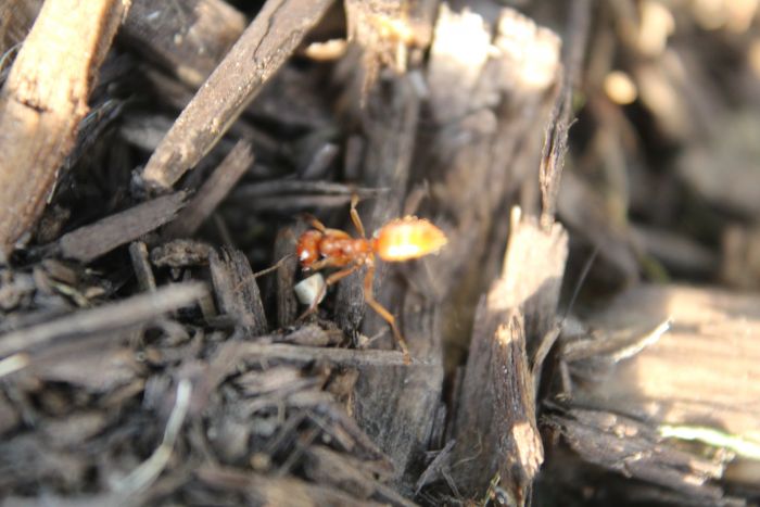 Polyergus worker clearing away blockage