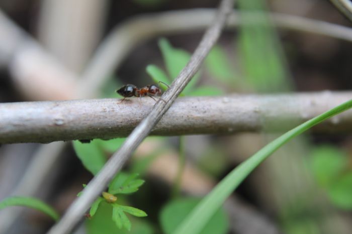 Crematogaster