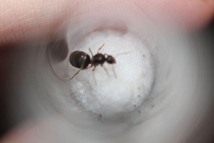 Lasius crypticus