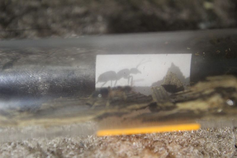 Lasius speculiventris queen