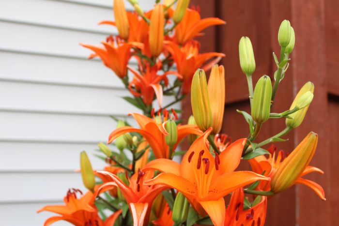 Tiger Lilies