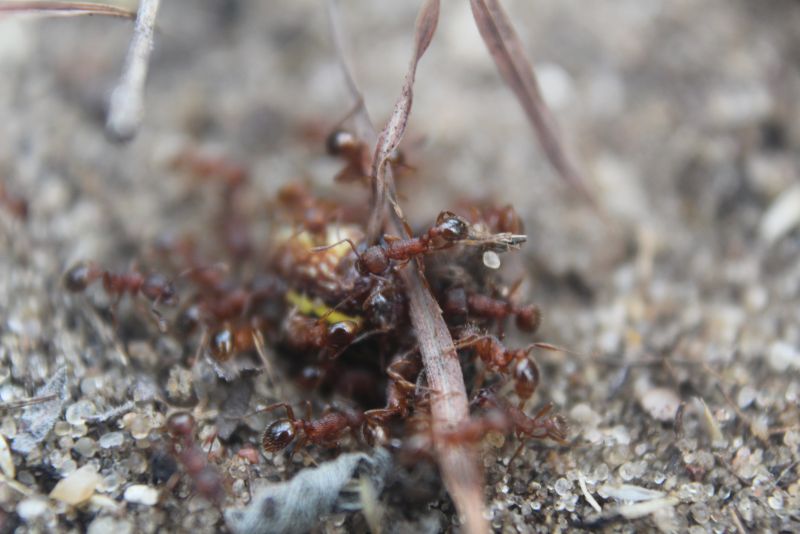 Myrmica cf. spatulata