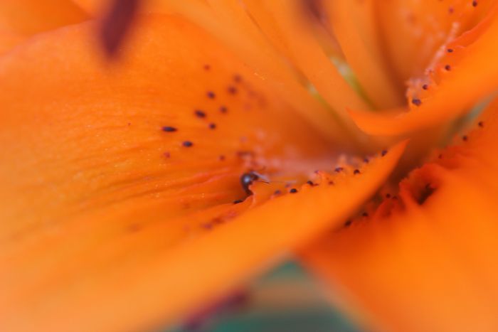 Formica montana on Tiger Lily