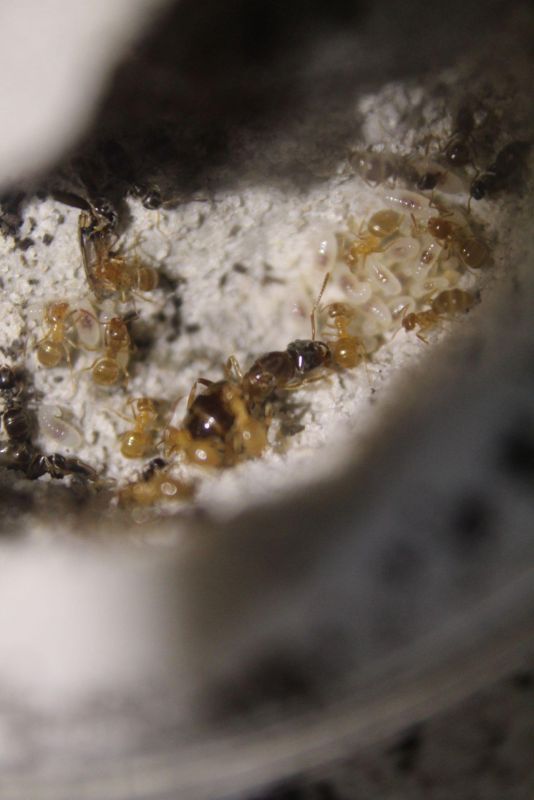 Lasius speculiventris