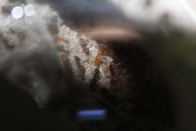 Lasius speculiventris