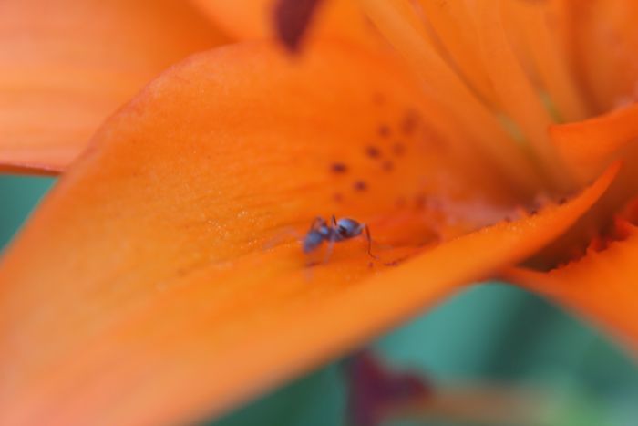 Formica montana on Tiger Lily