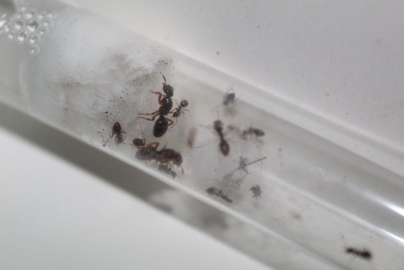 Lasius claviger