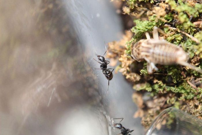 Camponotus pennsylvanicus