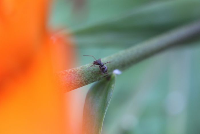 Formica montana on Tiger Lily