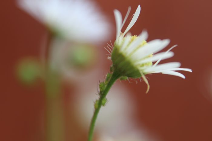 Aphids on Fleabane